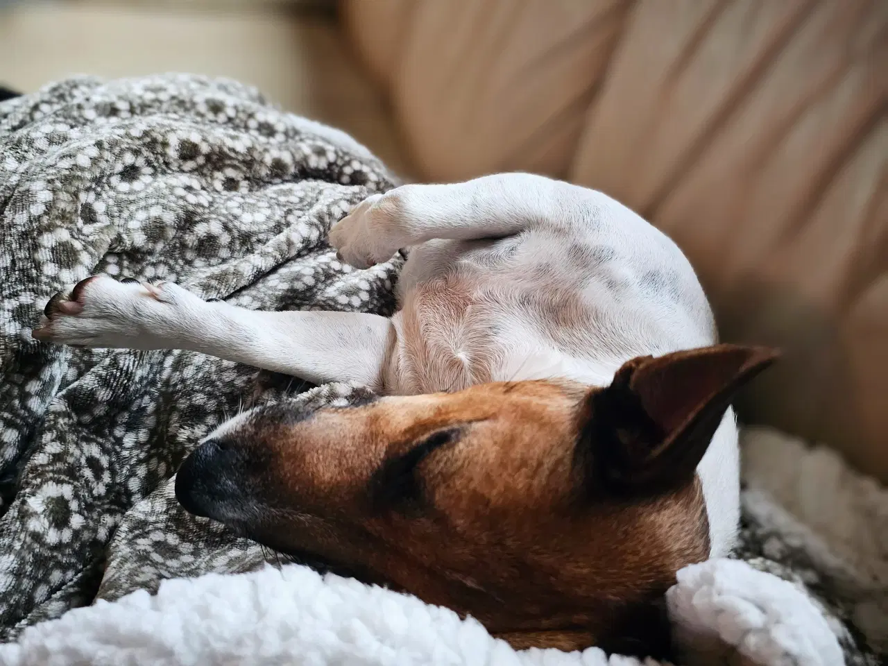 Billede 2 - Verdens Sødeste Hund