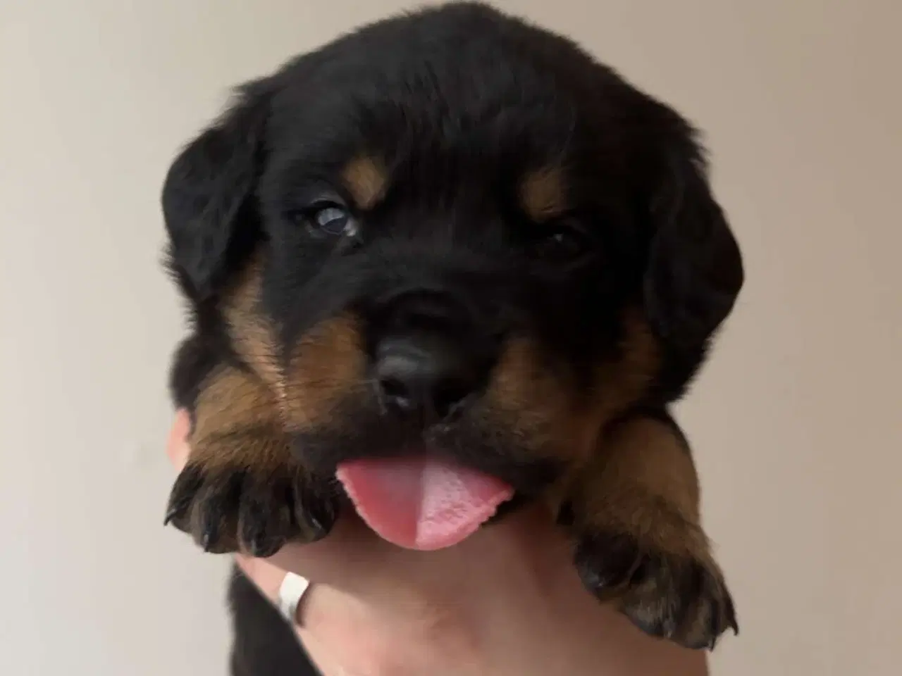 Billede 3 - Golden Retriever/Rottweiler hvalpe til salg