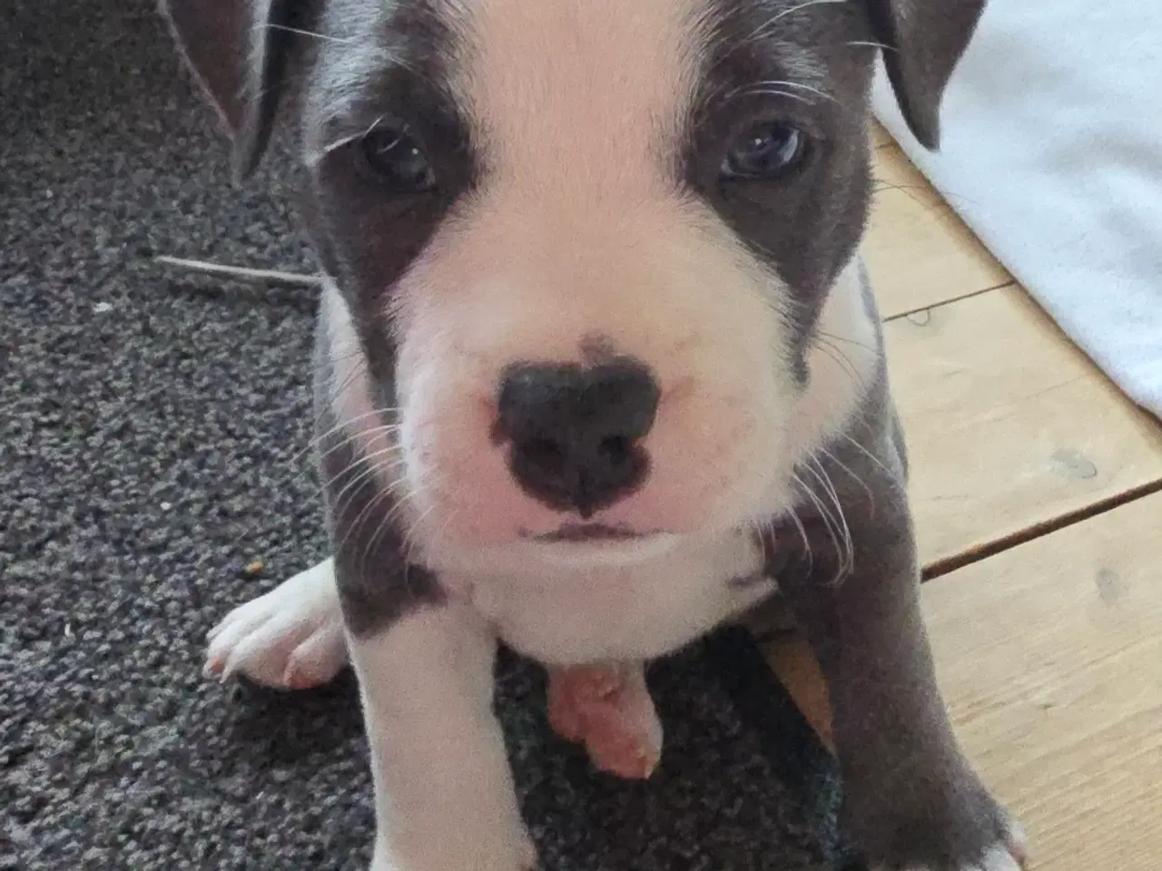 Billede 1 - Staffordshire Bullterrier Terrier