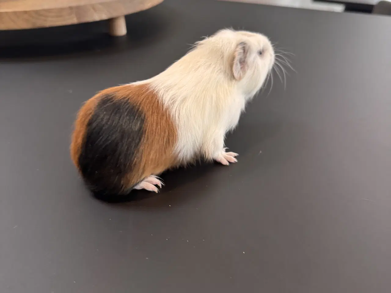 Billede 8 - Marsvin unger, 10 stk blandet