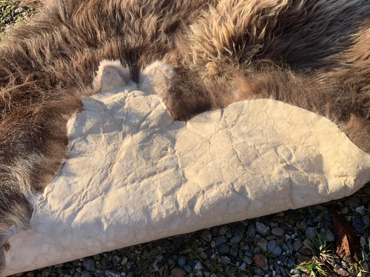 Billede 7 - Moskusokse skind stort