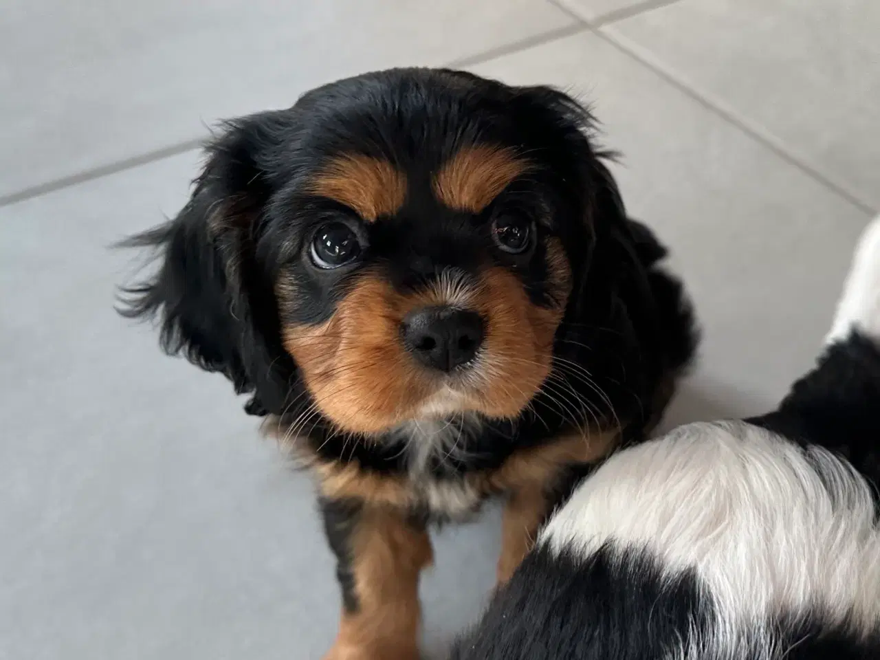 Billede 2 - Cavalier-tæver med DKK-stamtavle.