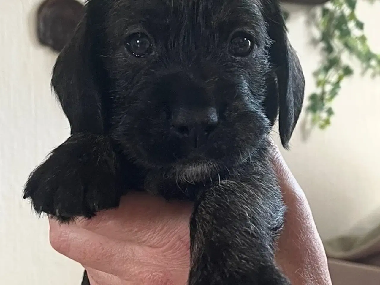 Billede 3 -  Stueopdræt  Blandings hundehvalpe 