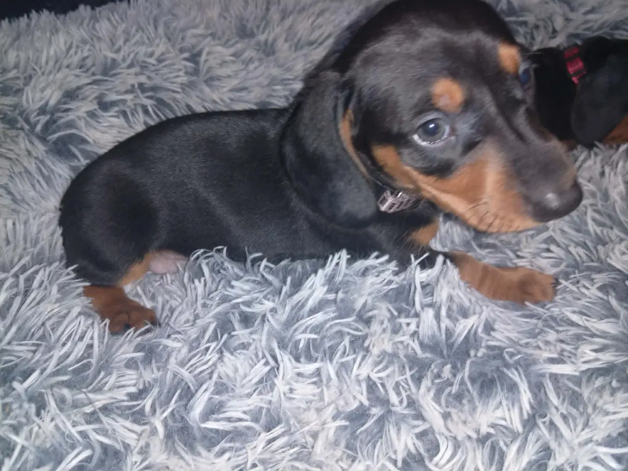 Billede 2 - Standard korthåret gravhund