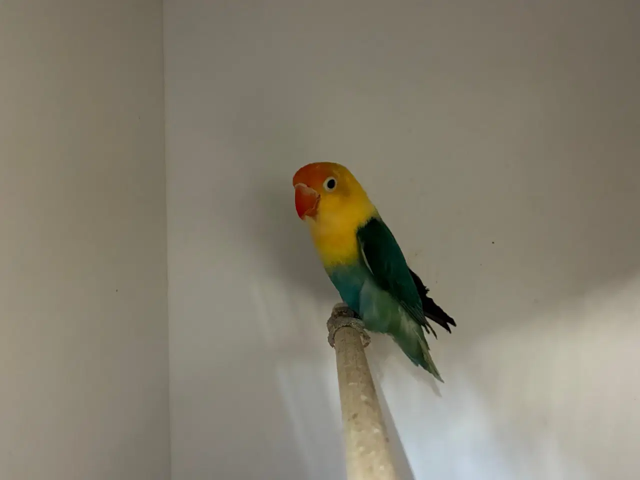 Billede 4 - Rødhovedet Dværgpapegøje