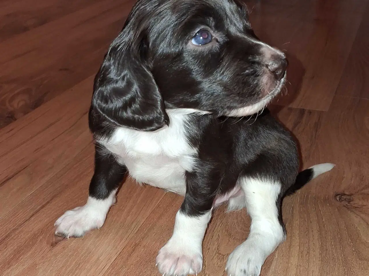 Billede 5 - kleine münsterländer Hvalpe