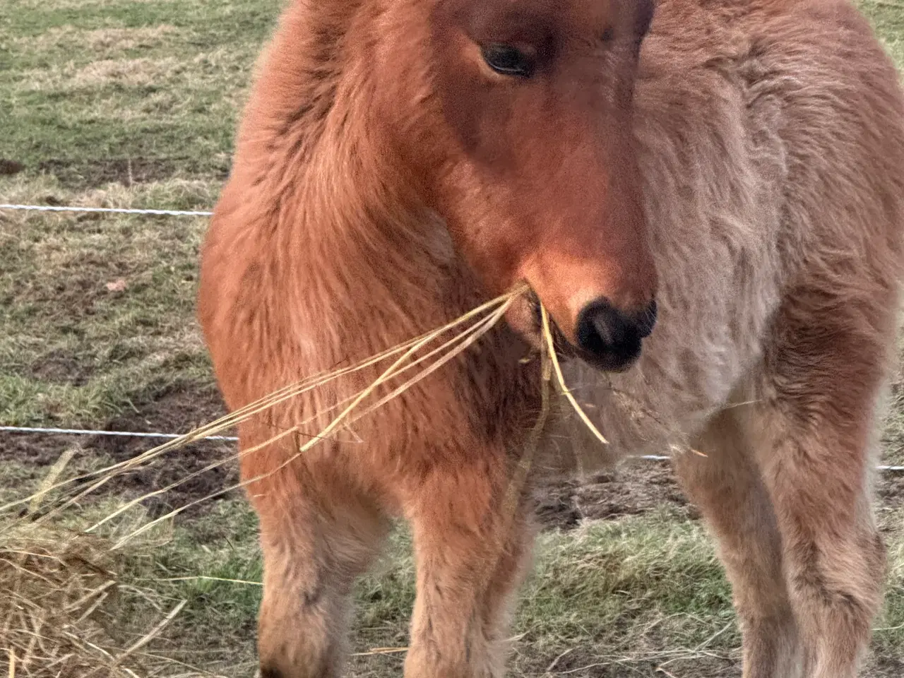 Billede 1 - Kan afbetales islænder hingst fra 2024