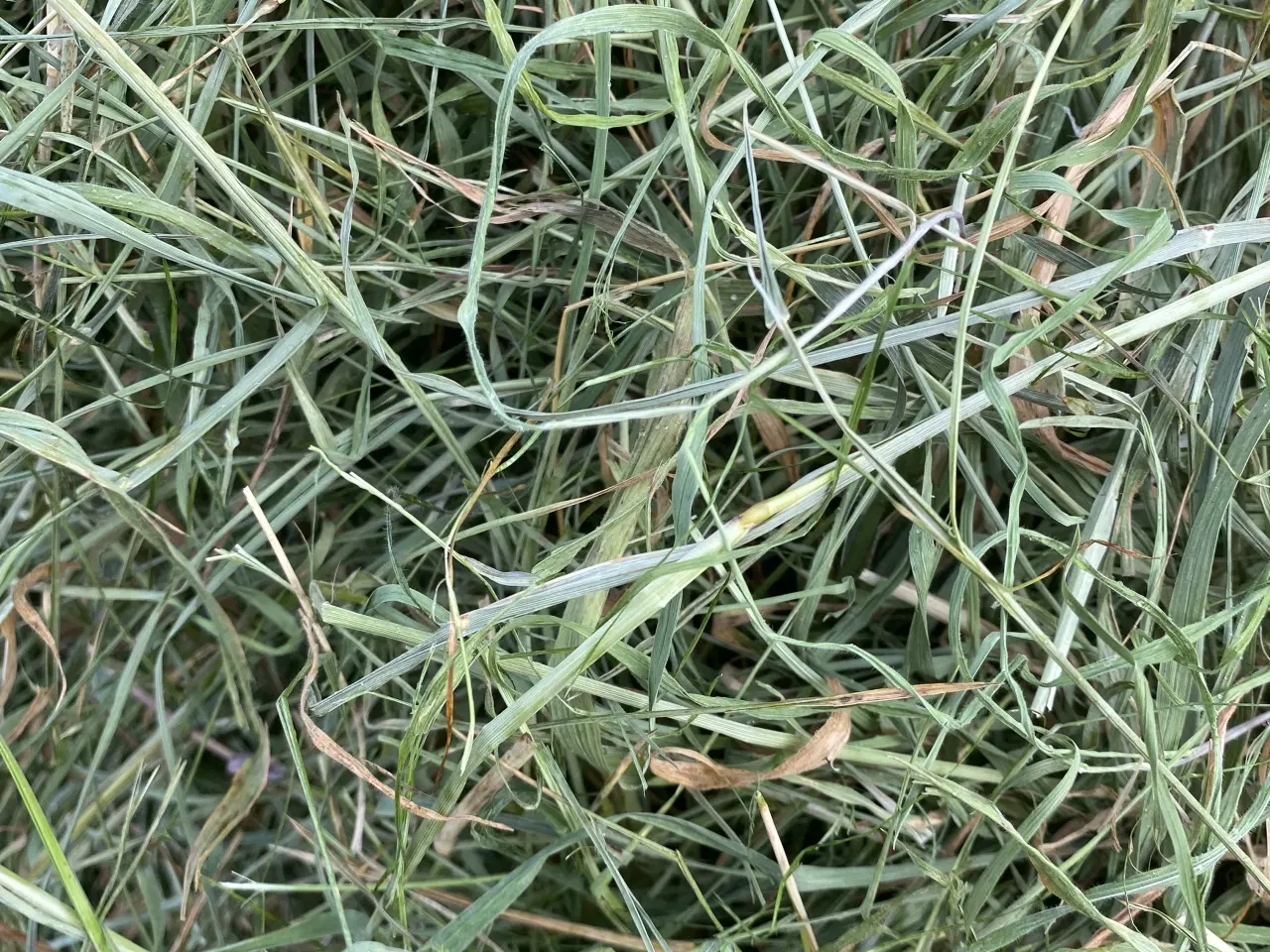 Billede 1 - Wraphø 2025