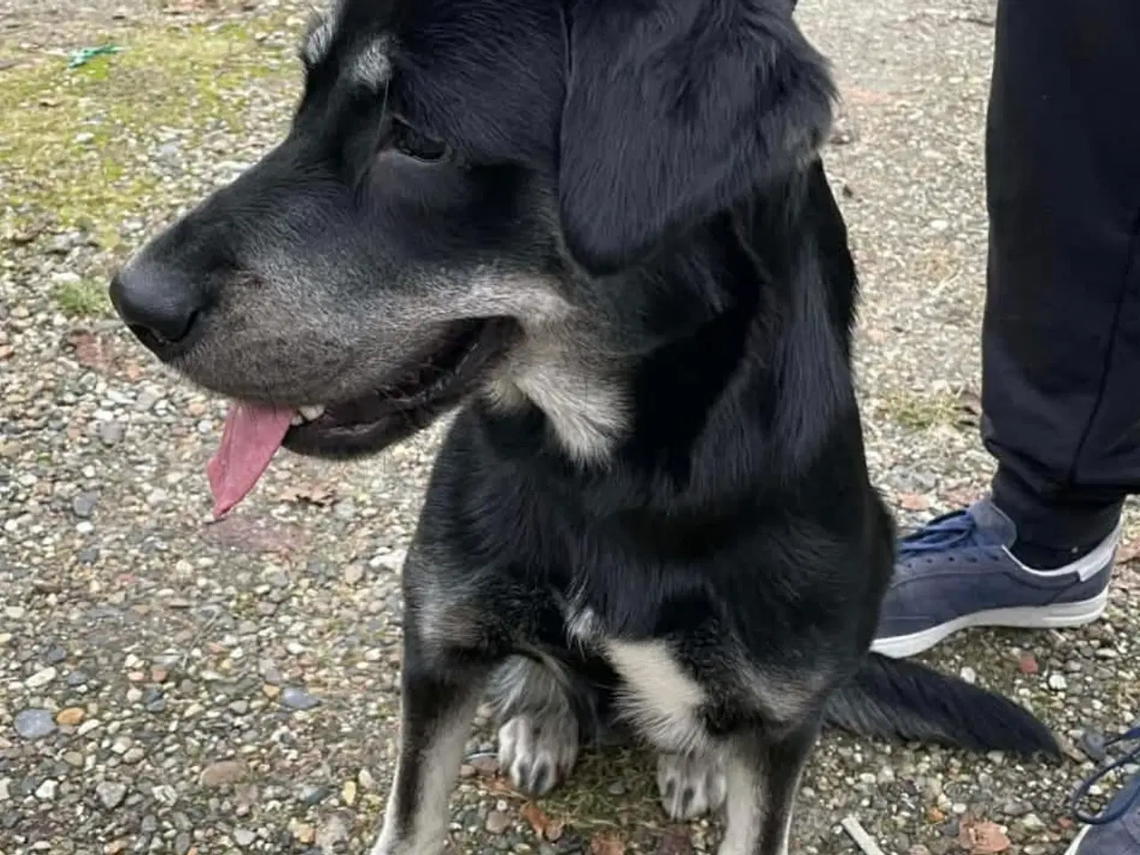 Billede 2 - Dejlig familie hund