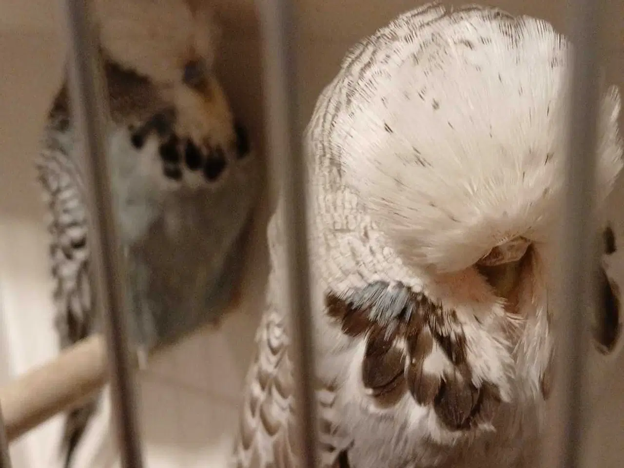 Billede 4 - 1 par Engelske undulater 