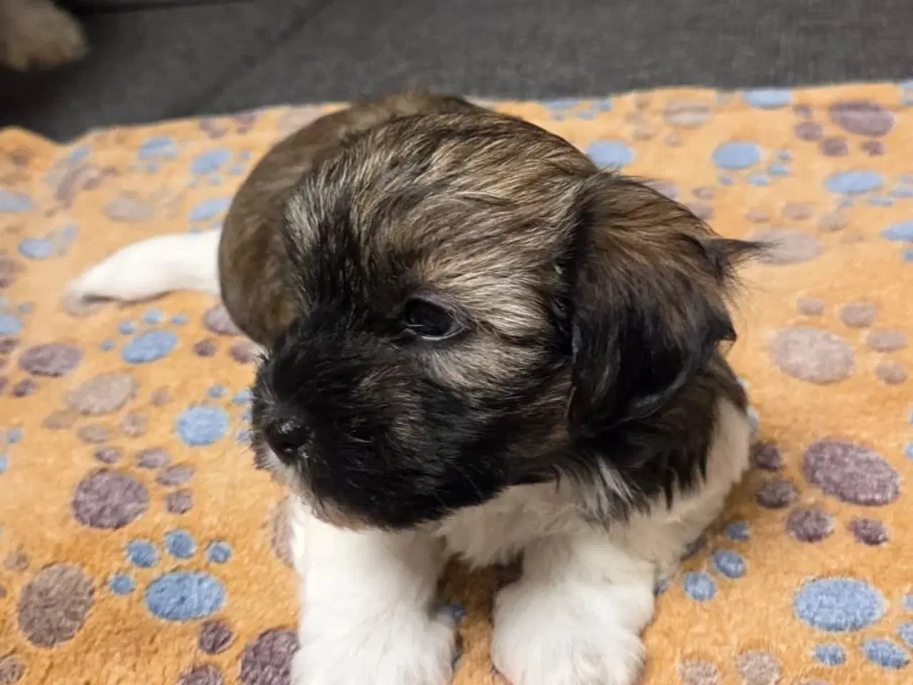 Billede 5 - Søde Maltipoo hvalpe søger nye hjem