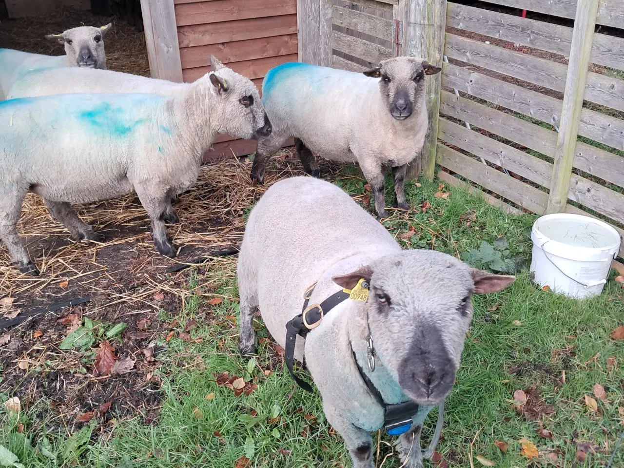 Billede 1 - Shropshire vædder fra 2024