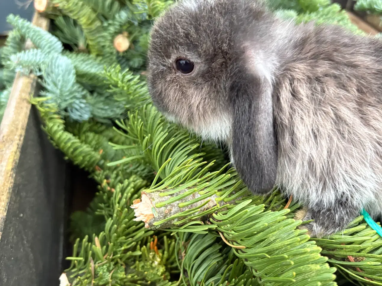 Billede 3 - Minilops 