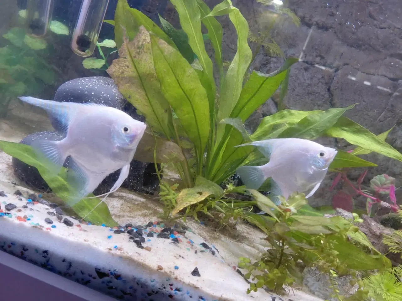 Billede 1 - Akvarie med det hele