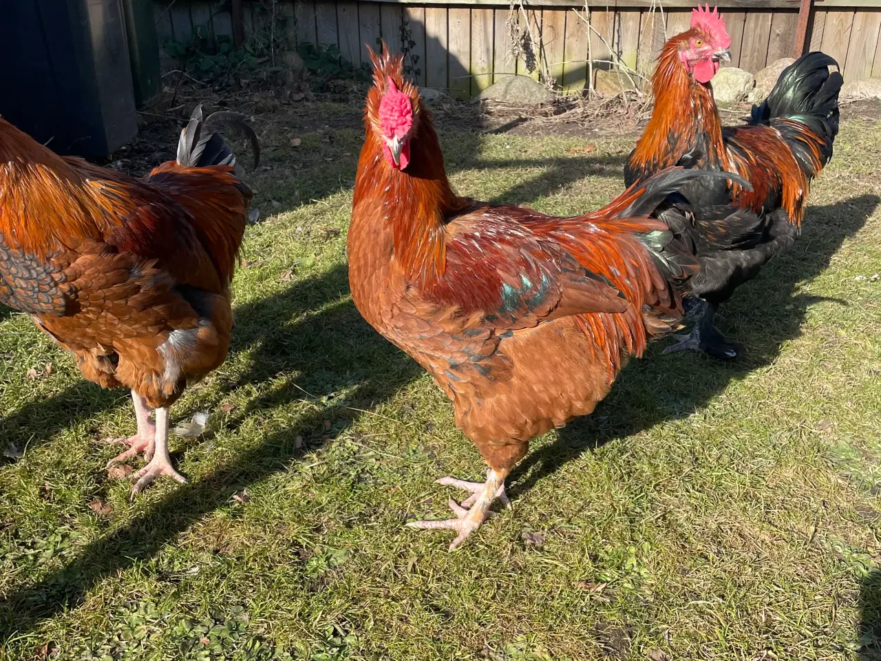 Billede 7 - Racerene Sorte Kobber Maraner og 3 blandingshaner