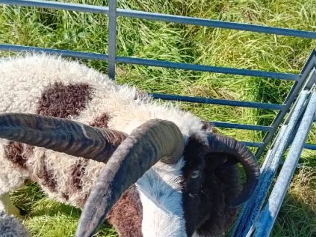Billede 6 - Jacobs får gimmer lam