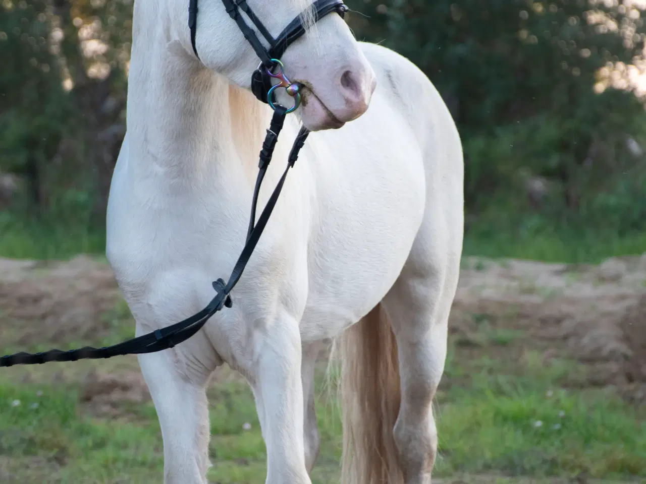 Billede 1 - Welsh hingst med licens