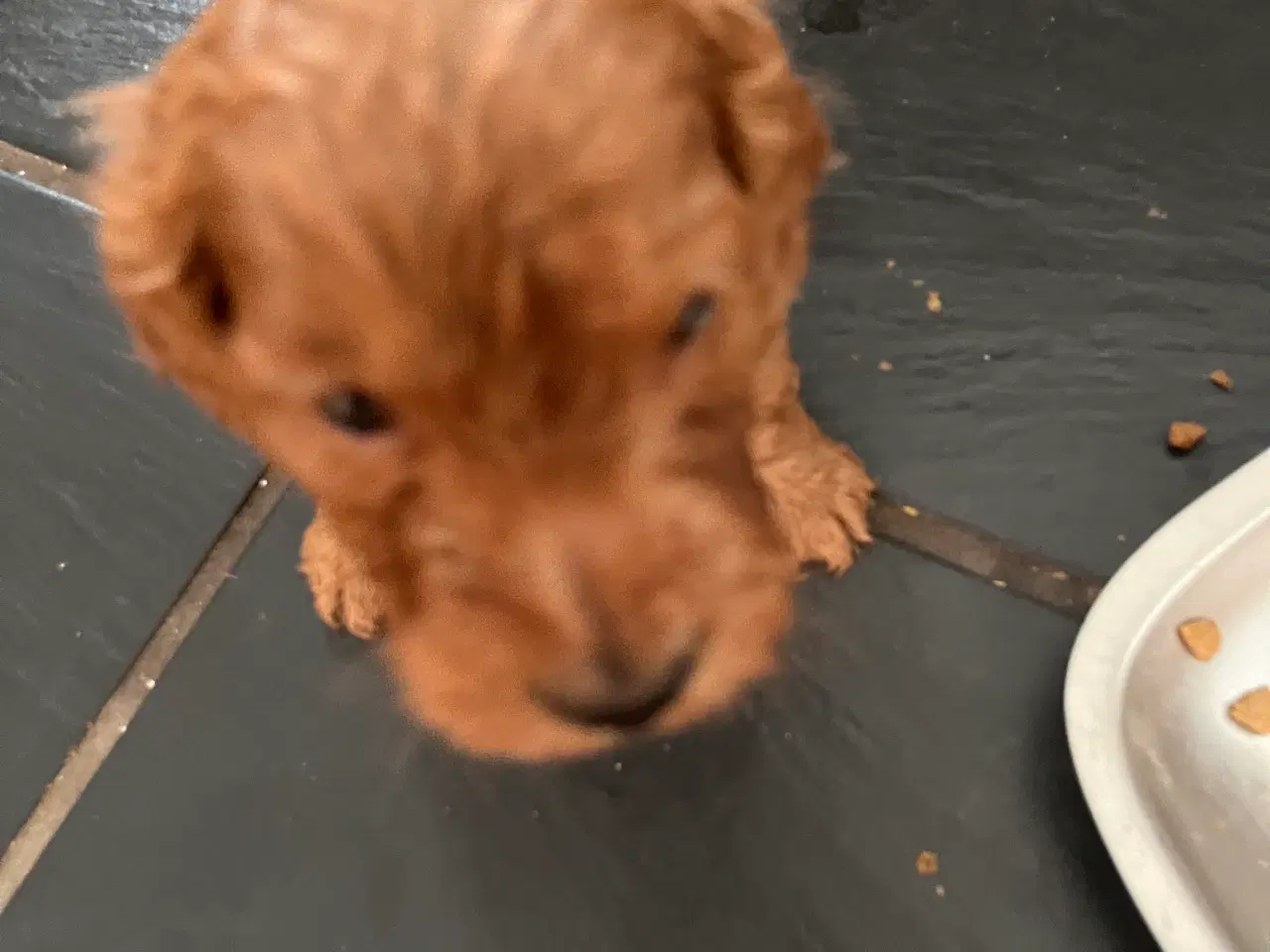 Billede 2 - Cockapoo hvalpe sælges