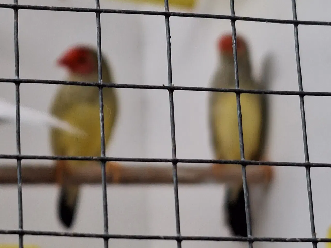 Billede 1 - rødhovedet sivastriler