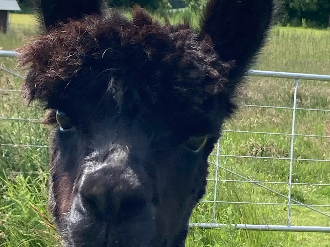 Billede 4 - 4 Alpaca til salg