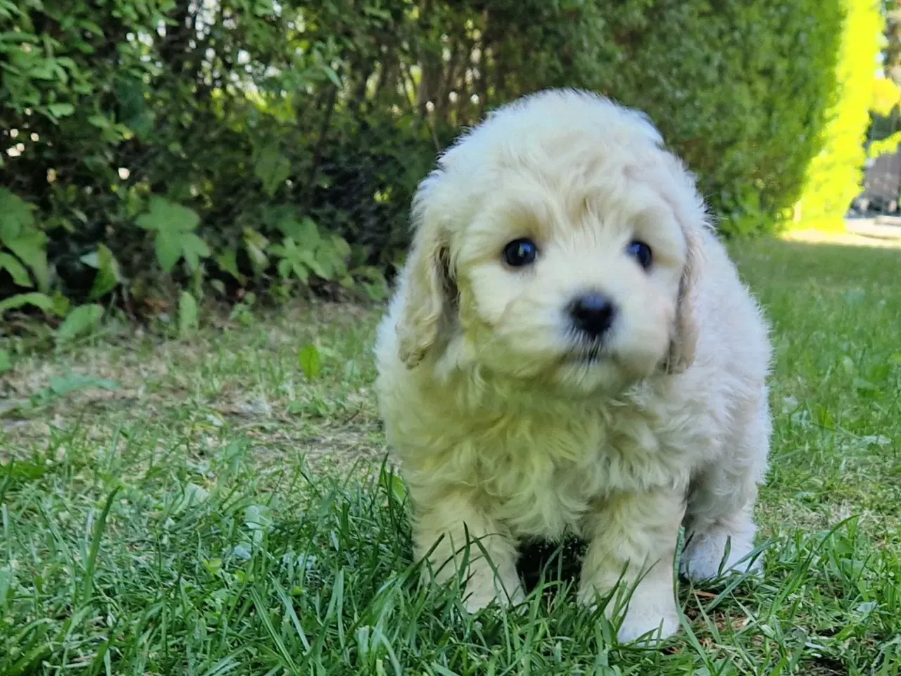 Billede 5 - Havapoo Puddel &Bichon Havanais hvalpe 