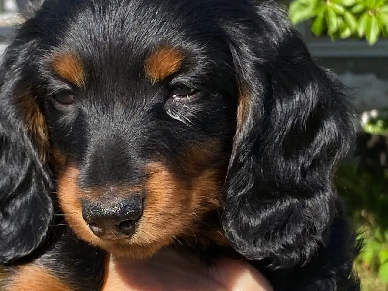 Billede 2 - Gravhundehvalpe langhårede miniaturer