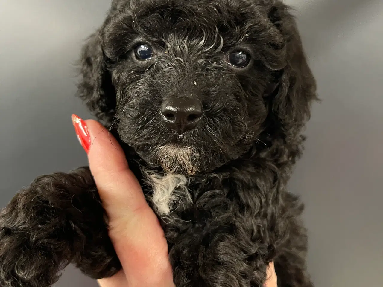 Billede 1 - Cavapoo miniature klar i det Nye år 