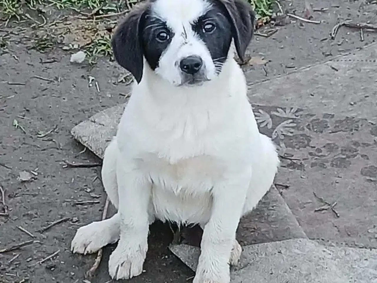 Billede 1 - Skønneste Muriel søger sin egen familie