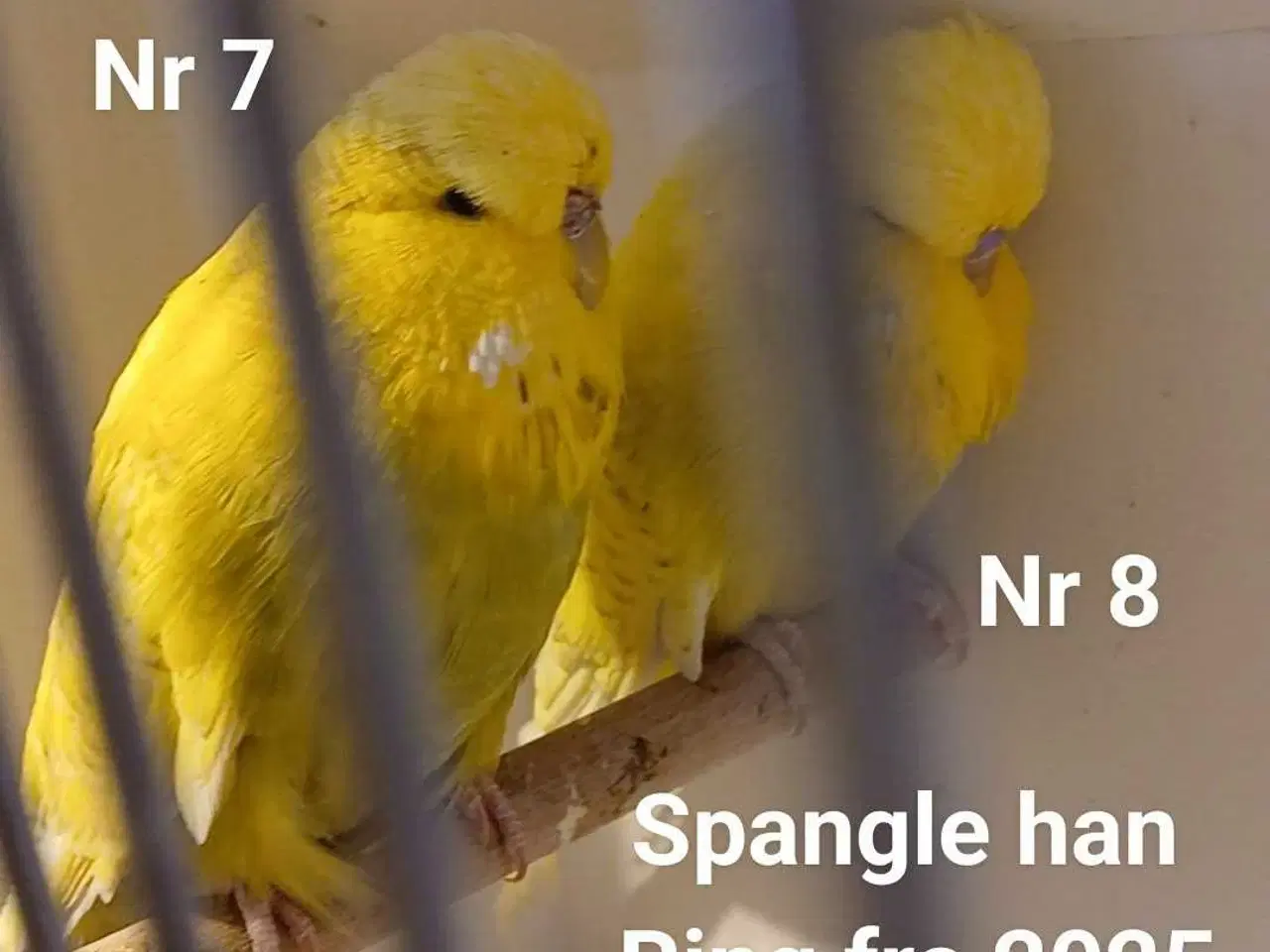 Billede 19 - Engelske undulater 