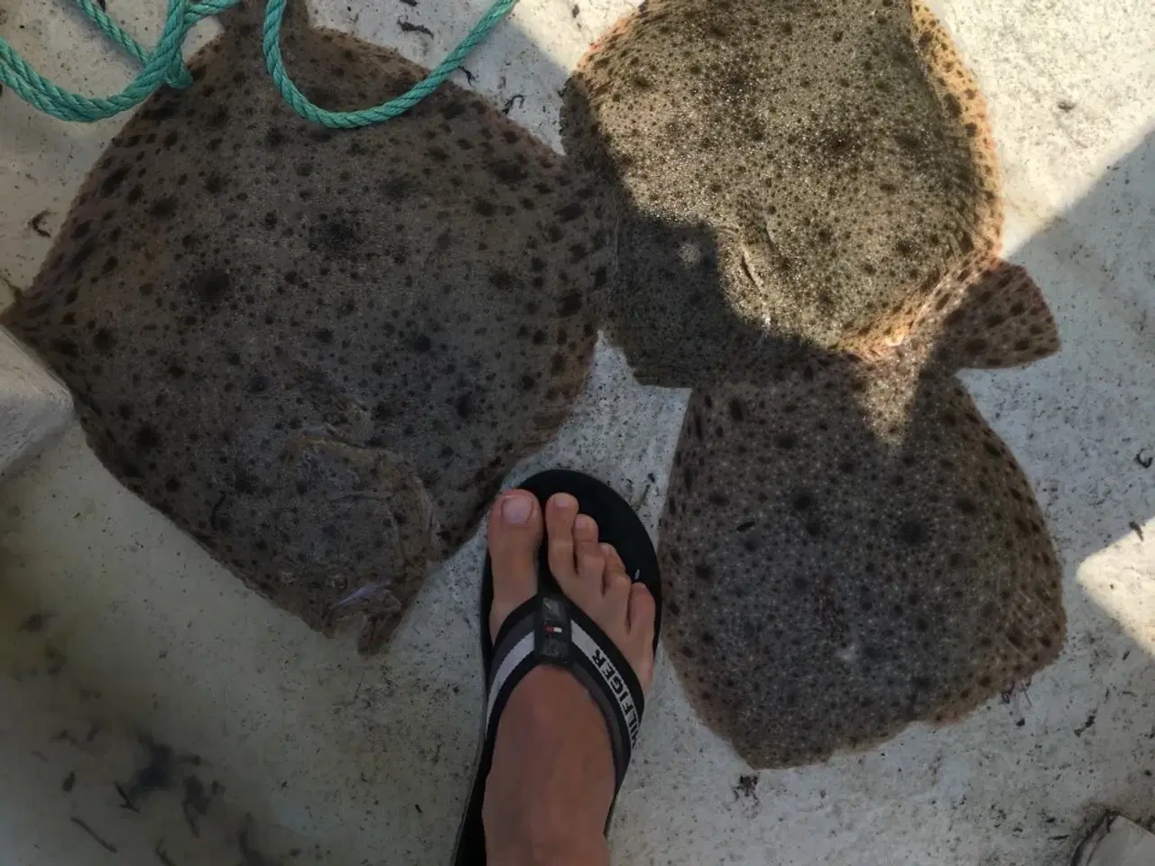 Billede 8 - NYT FISKEGARN TIL FLADFISK - EN BLANK - PIGHVAR.