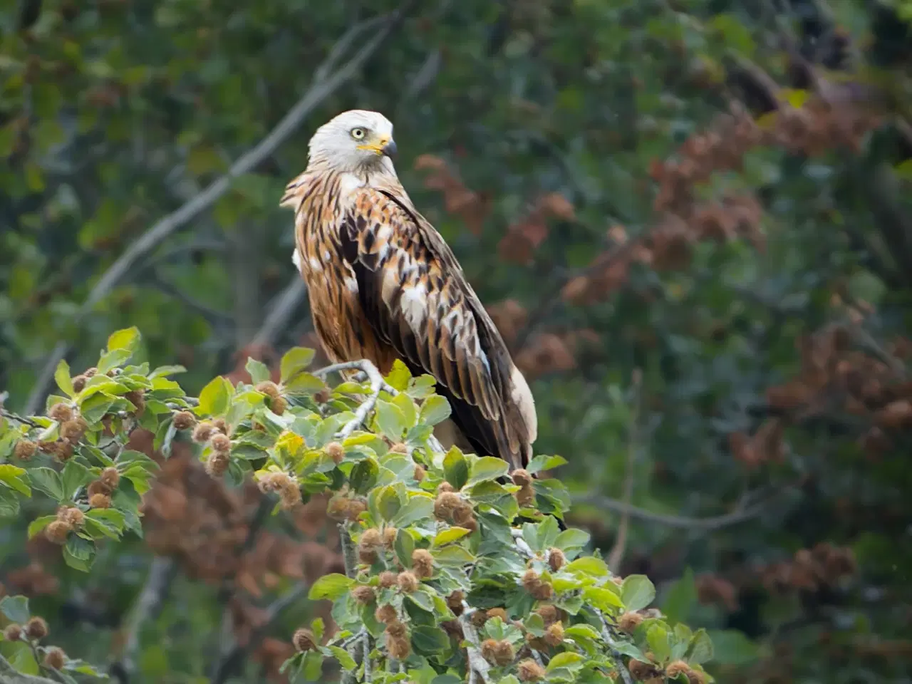 Billede 6 - Sigma 150-600mm F5-6,3 DG OS HSM Contemporary Til 