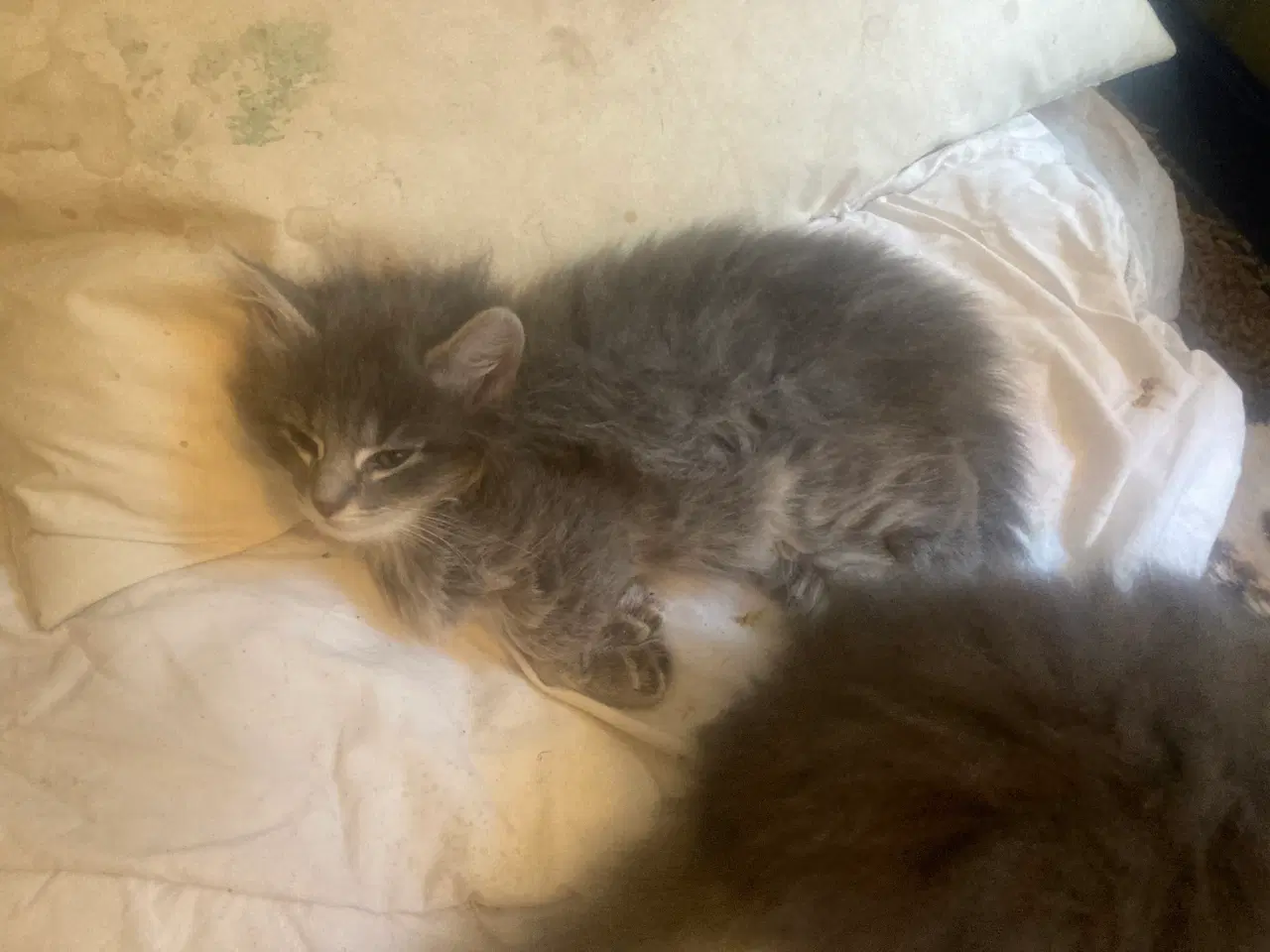 Billede 17 - Maincoon/Ragdoll/BS