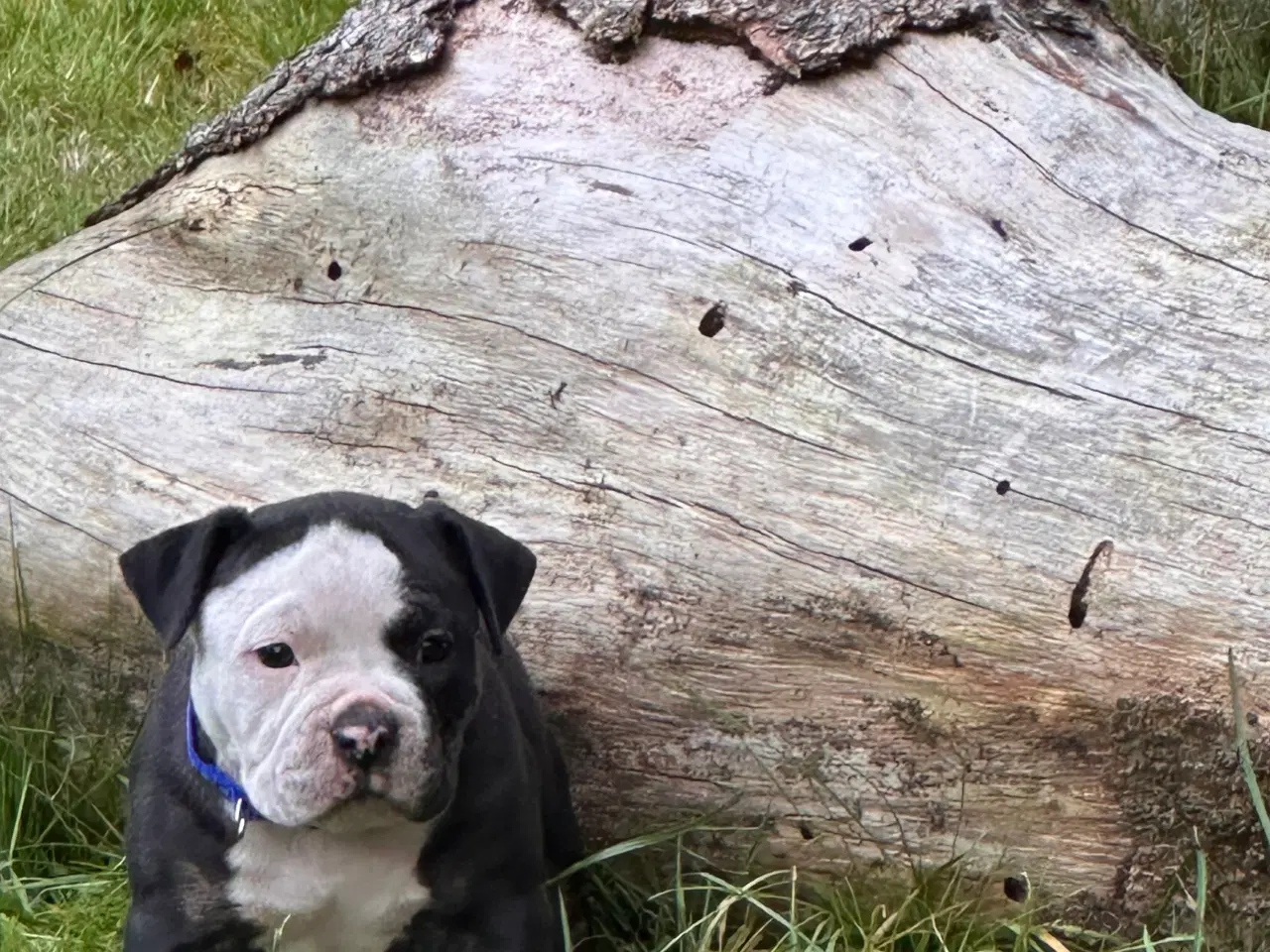 Billede 4 - New english bulldog