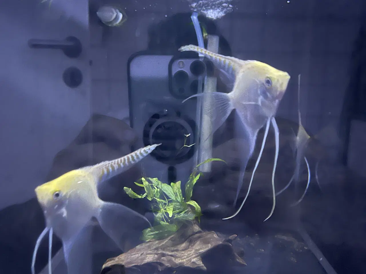 Billede 3 - Hvid scalar 