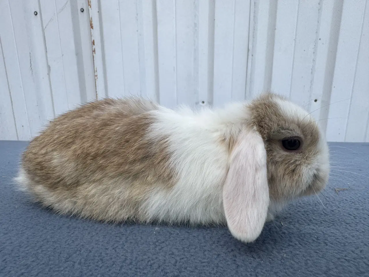 Billede 5 - Mini lop hankanin