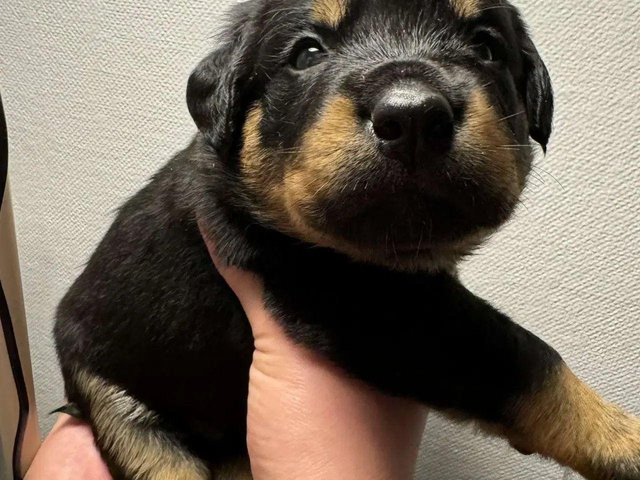 Billede 10 - Golden Retriever/Rottweiler hvalpe til salg