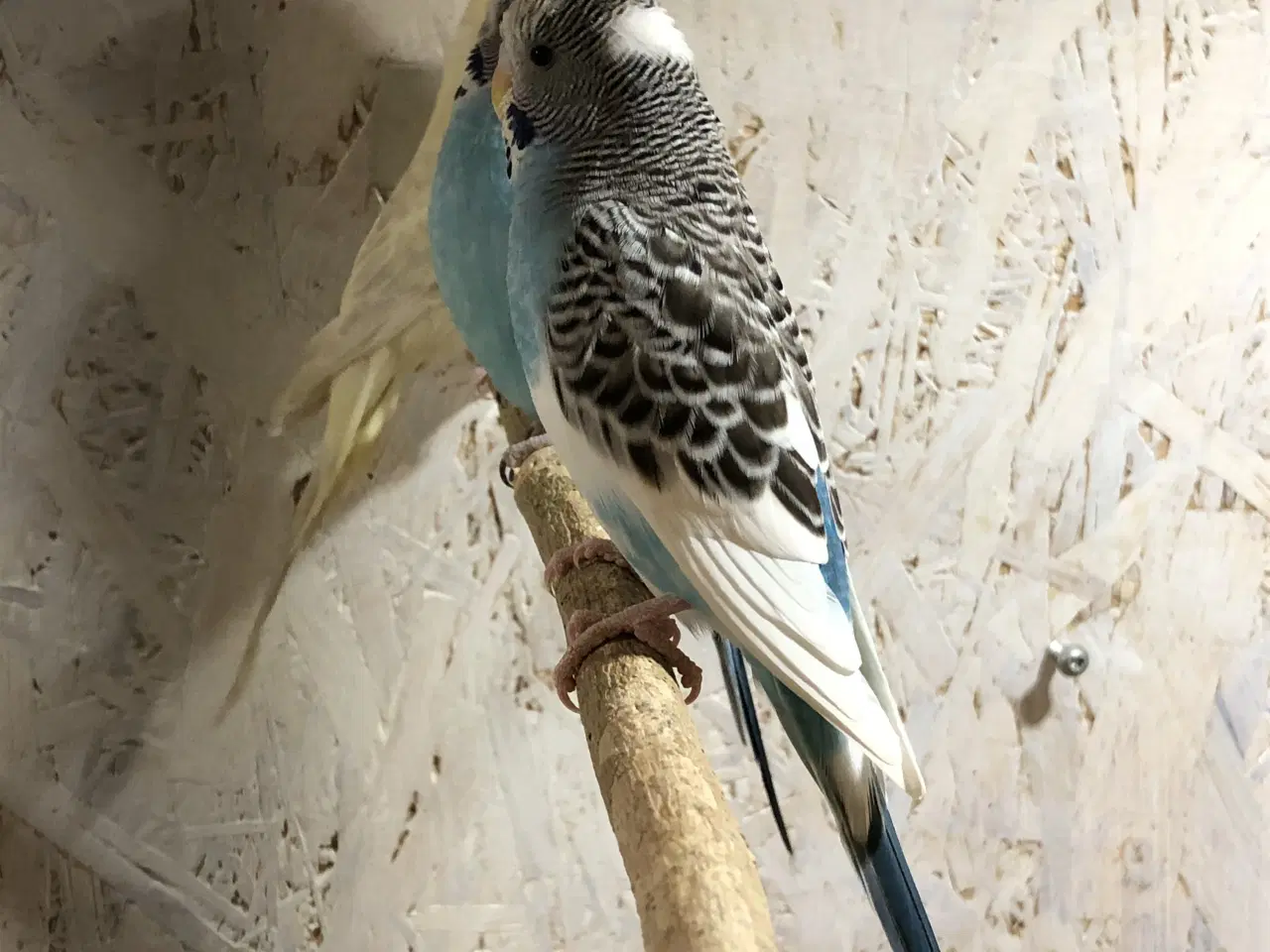 Billede 5 - Undulater