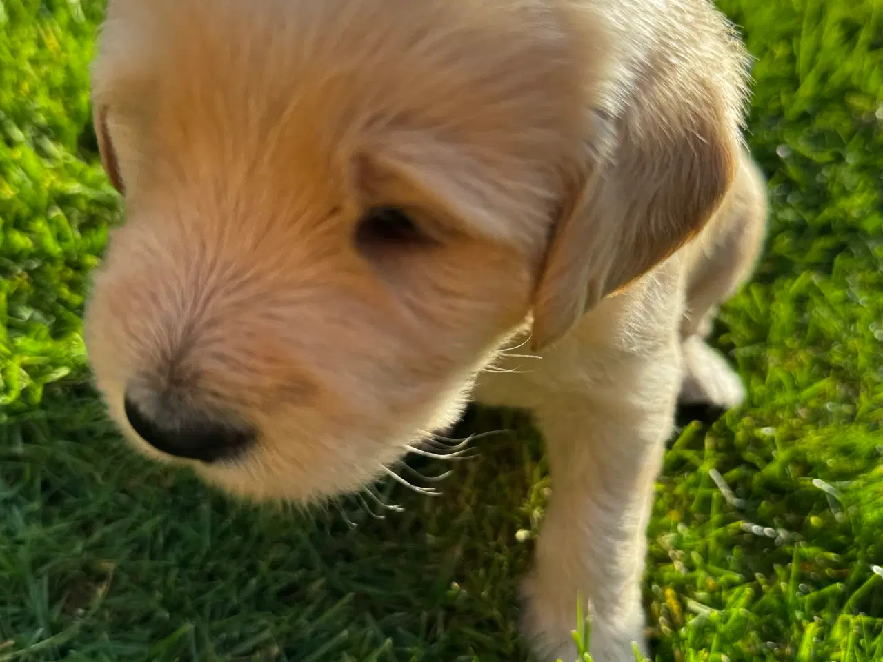 Billede 1 - Labradoodle hvalpe 2 drenge 