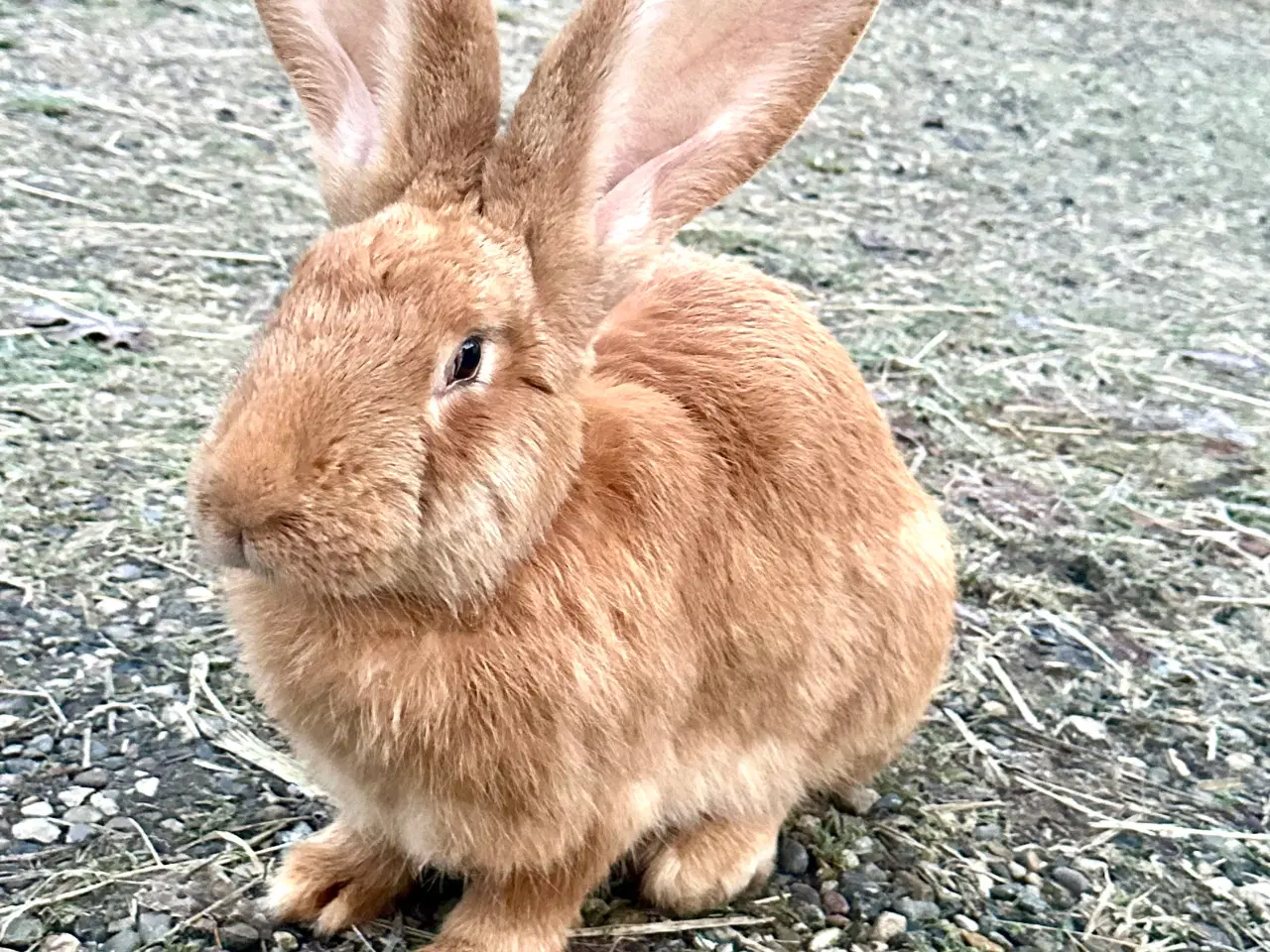 Billede 2 - Belgisk kæmpe gul hun
