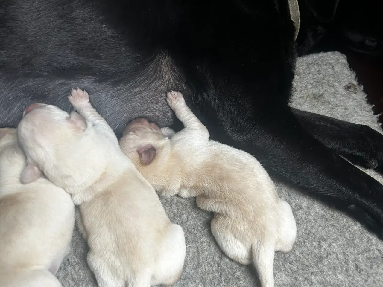 Billede 3 - Golden retriever/ labrador 