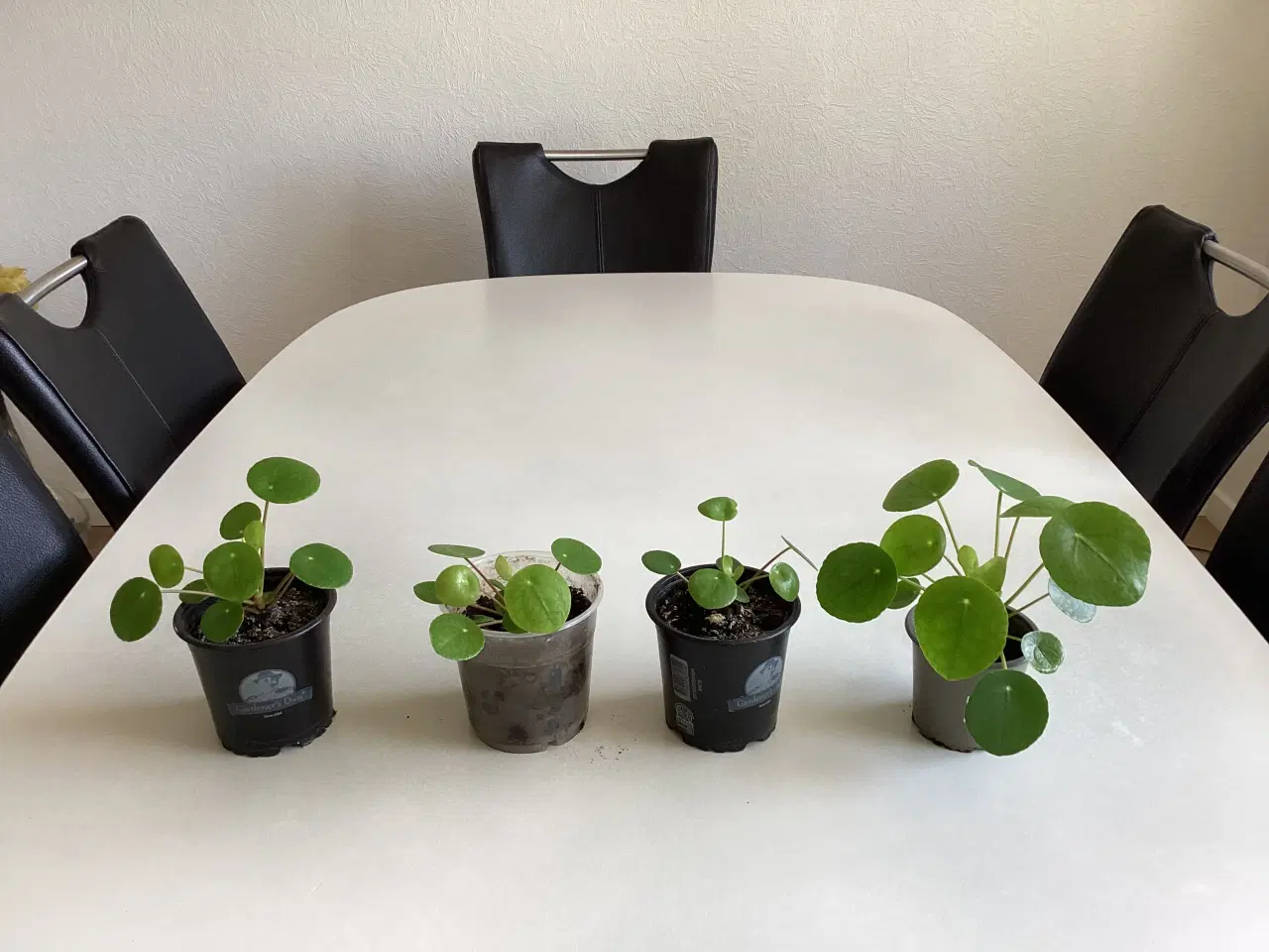 Billede 1 - Pilea (pengetræ) potteplanter