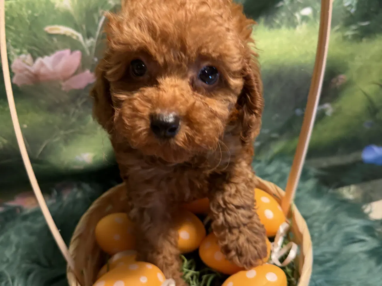 Billede 11 - 🐾maltipoo miniature 🐾