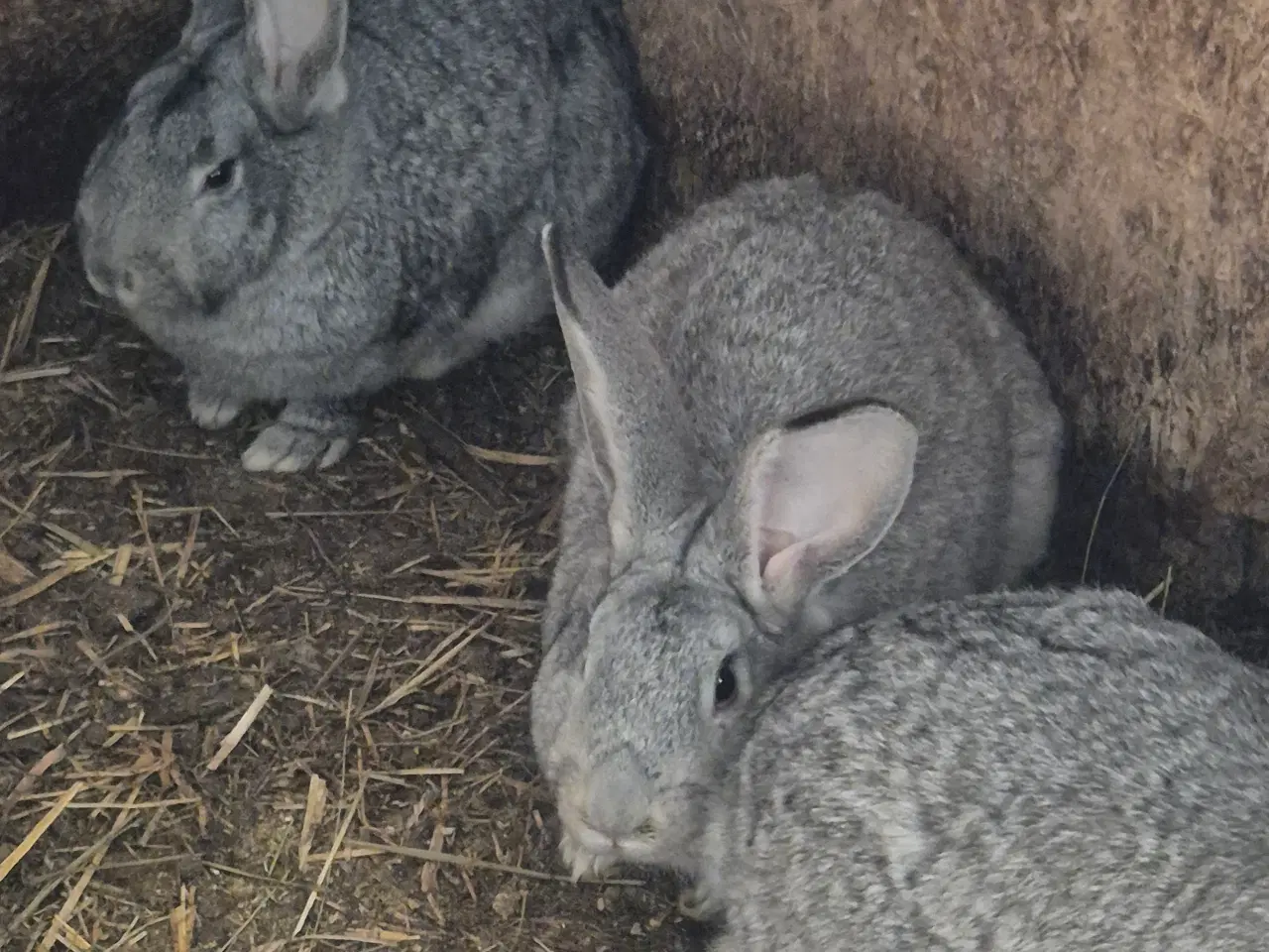 Billede 1 - Belgiske kæmper.