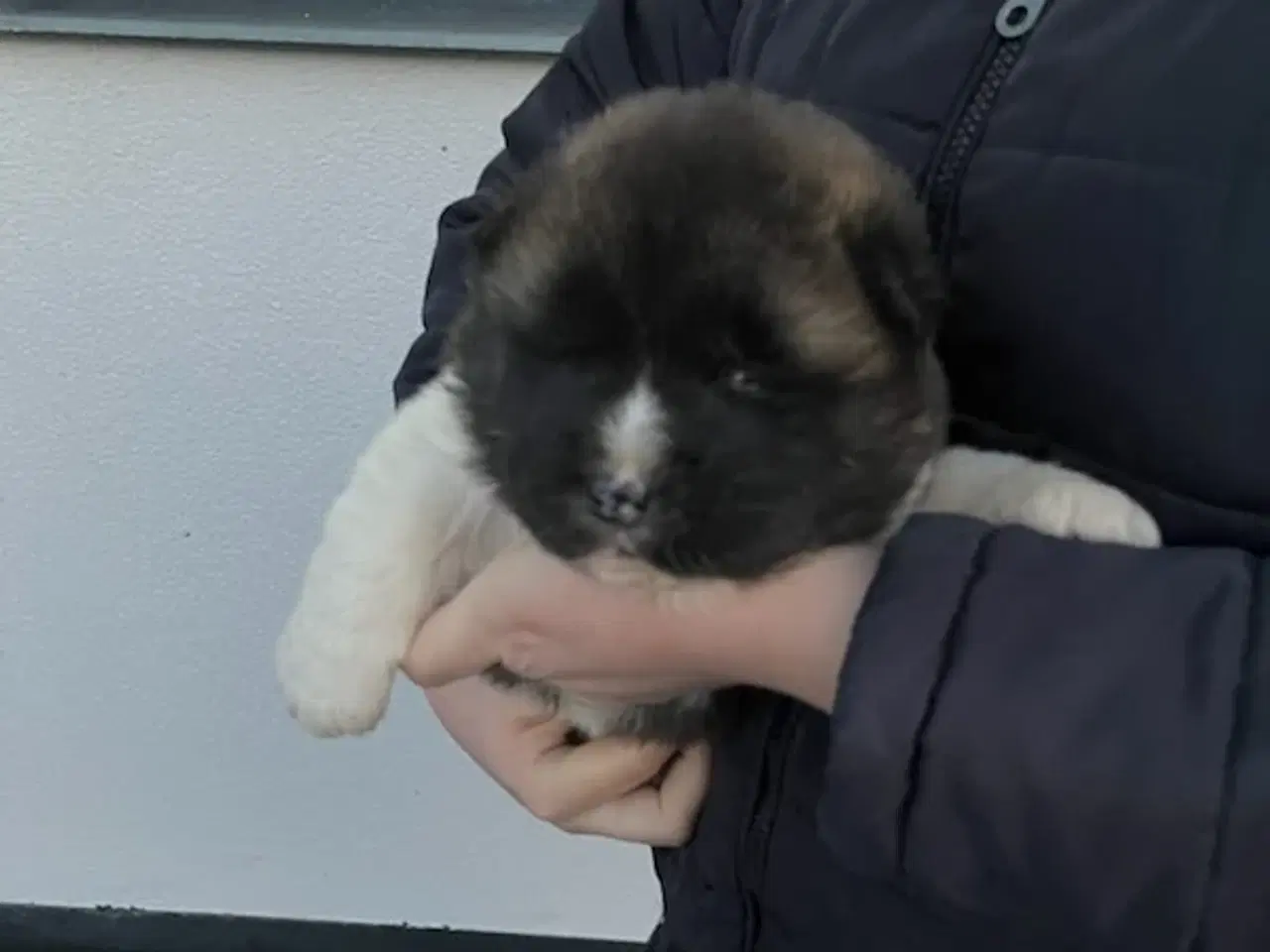Billede 1 - Hundehvalpe Akita American 