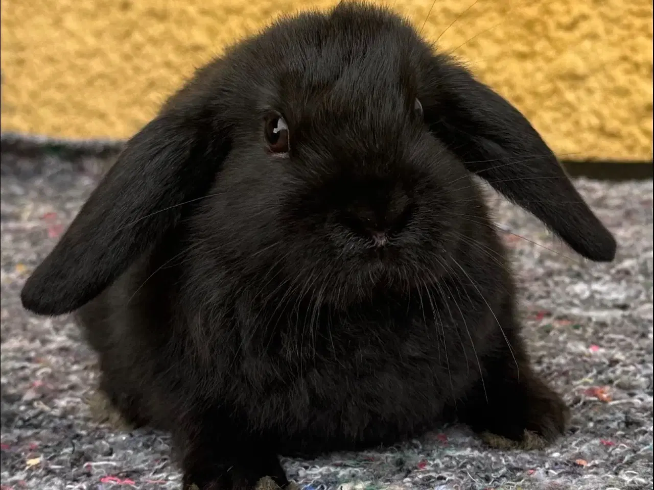 Billede 1 - Han Dværgvædder unge sælges 