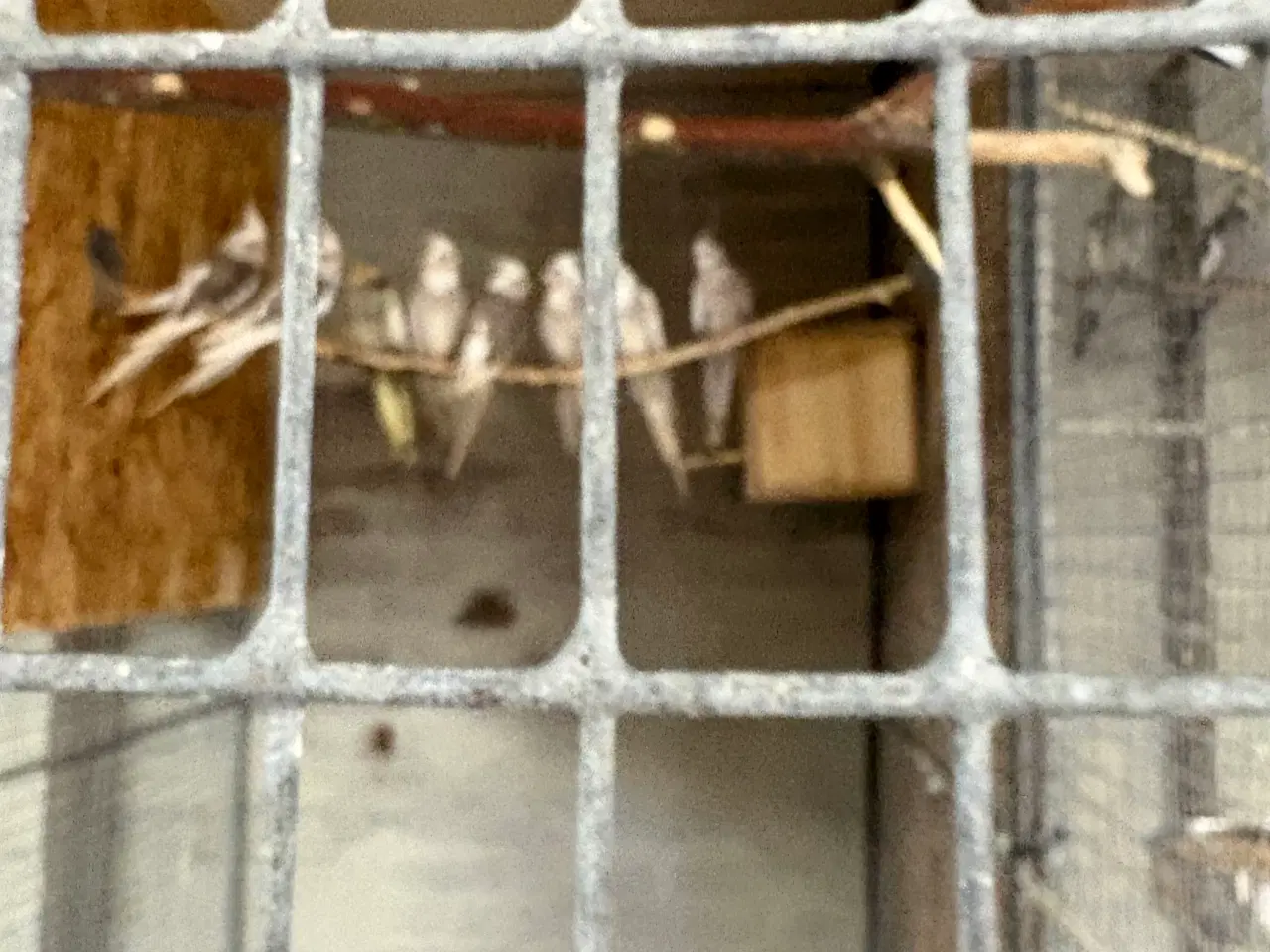 Billede 3 - Mange flotte nymferparekitter alder fra 7/14 måned