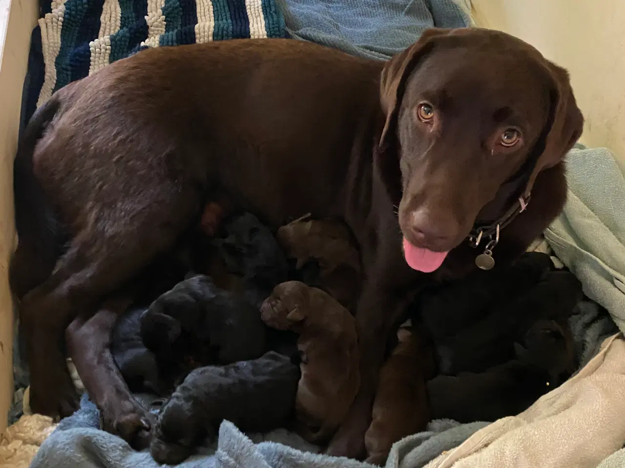 Billede 7 - Lækre Labrador Hvalpe Basser😍 til salg 