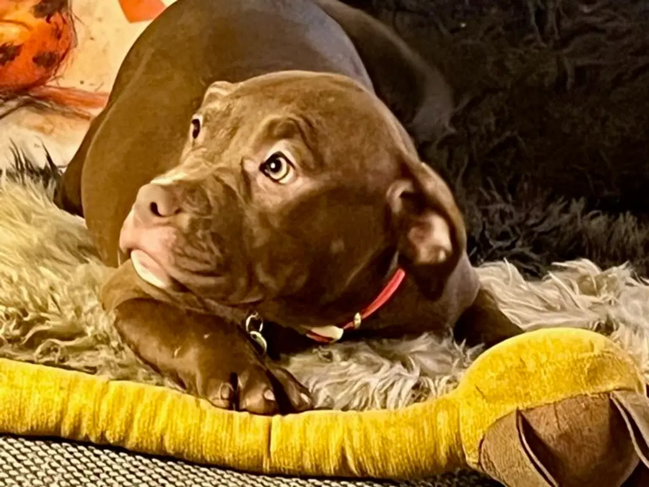 Billede 13 - Old english bulldog