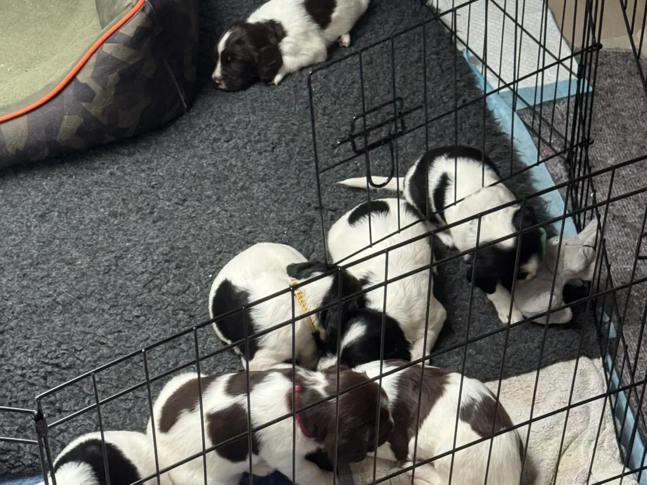 Billede 3 - Fy springer spaniel hvalpe