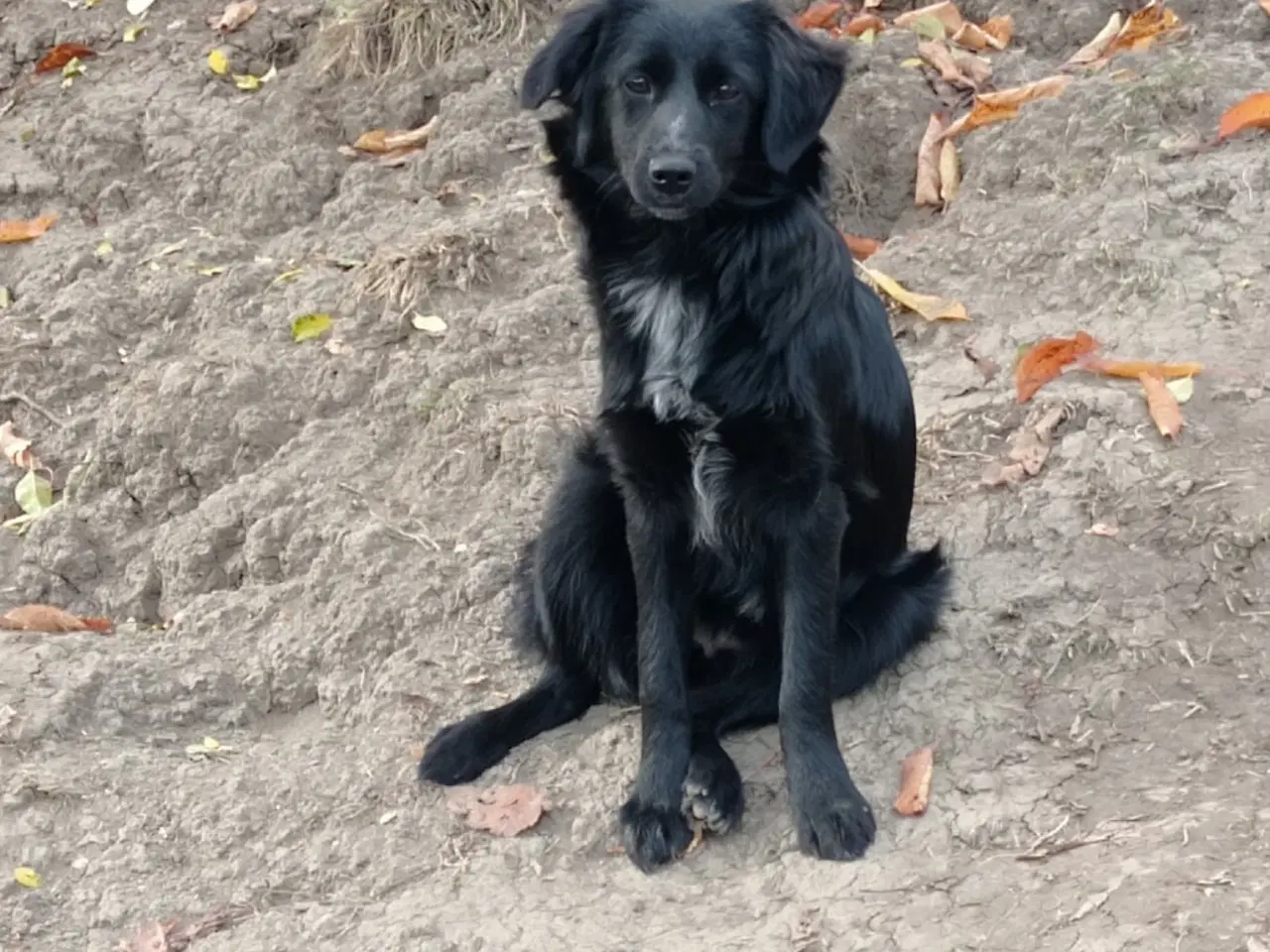 Billede 7 - Astrid fra A-holdet - Mild og kærlig